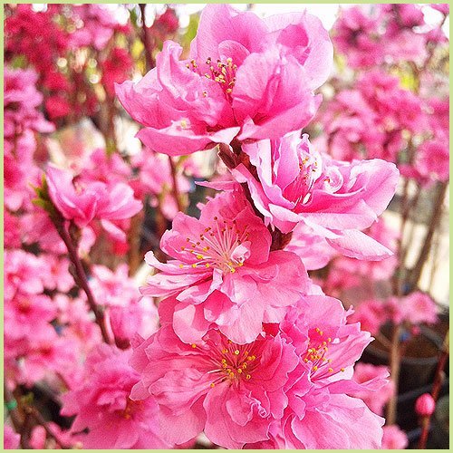 Amazon | 北山ナーセリー 花桃の苗木 照手桃（ピンク花） 接木1年生苗